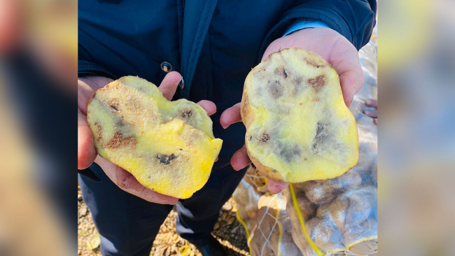 Şanlıurfa'da 19,9 ton çürük patates ele geçirildi